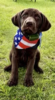 Tex, a male Labrador Retriever for sale in Lineville, AL – 2 of 4