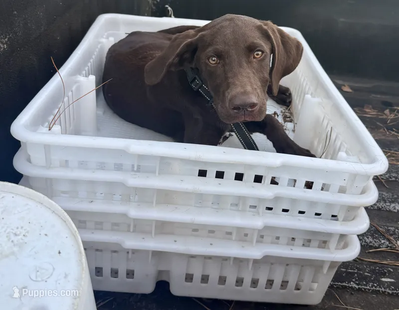 Tex – Labrador Retriever puppy for sale in Lineville, AL