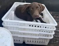 Tex, a male Labrador Retriever for sale in Lineville, AL – 1 of 4
