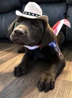 Tex, a male Labrador Retriever for sale in Lineville, AL – 3 of 4