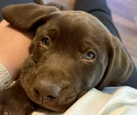 Tex, a male Labrador Retriever for sale in Lineville, AL – 4 of 4