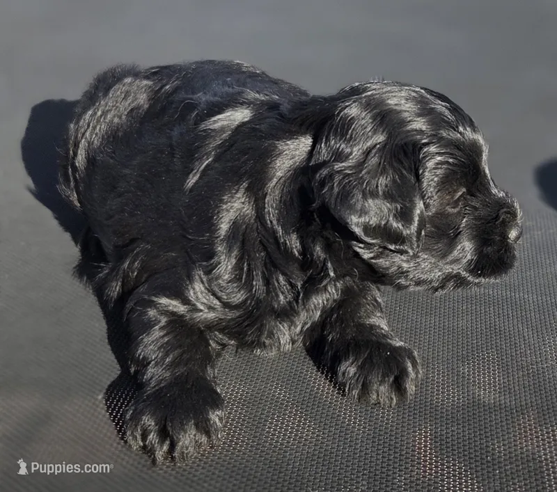 Luna – Schnoodle puppy for sale in San Diego, CA