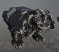 Luna, a female Schnoodle for sale in San Diego, CA – 1 of 1