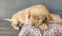 Green , a female Goldador for sale in Eau Claire, WI – 1 of 2