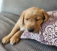 Purple , a female Goldador for sale in Eau Claire, WI – 2 of 2