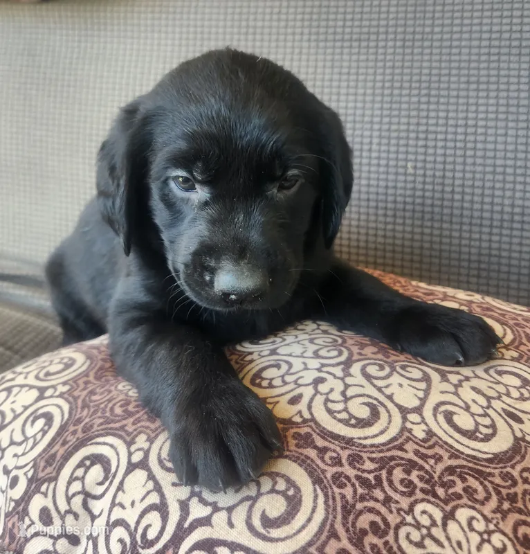 Red – Goldador puppy on hold in Eau Claire, WI