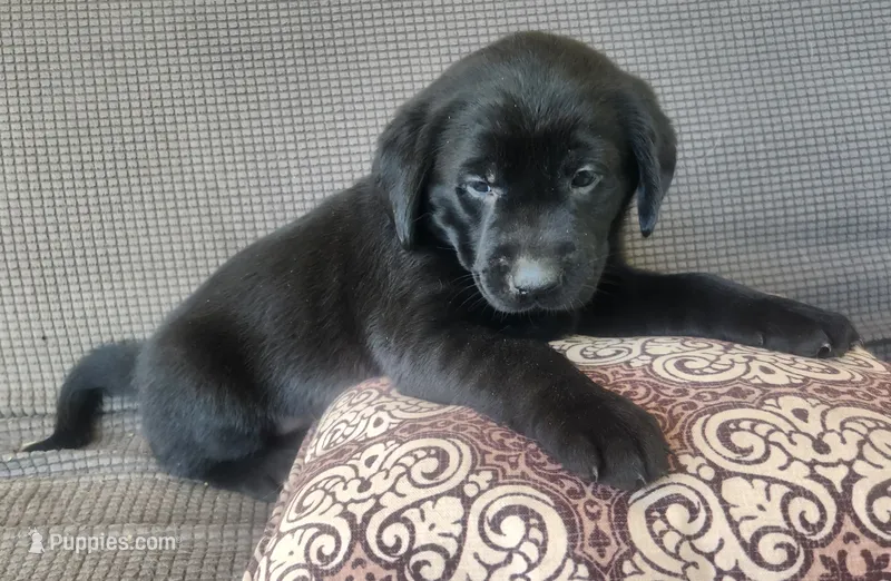 Yellow  – Goldador puppy for sale in Eau Claire, WI