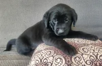 Yellow , a female Goldador for sale in Eau Claire, WI – 1 of 2