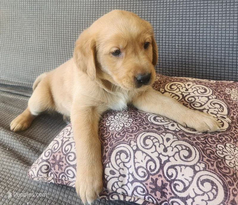 Purple  – Goldador puppy for sale in Eau Claire, WI