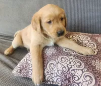 Purple , a female Goldador for sale in Eau Claire, WI – 1 of 2
