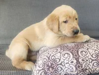 Blue, a male Goldador for sale in Eau Claire, WI – 1 of 2