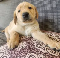 Blue, a male Goldador for sale in Eau Claire, WI – 2 of 2