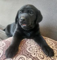 Yellow , a female Goldador for sale in Eau Claire, WI – 2 of 2