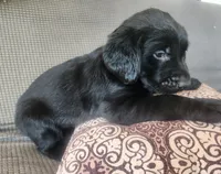 Red, a male Goldador for sale in Eau Claire, WI – 2 of 2