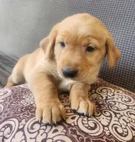 Green , a female Goldador for sale in Eau Claire, WI – 2 of 2