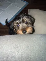 Ace, a male Yorkshire Terrier for sale in Pflugerville, TX – 4 of 4
