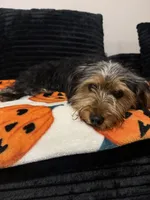 Ace, a male Yorkshire Terrier for sale in Pflugerville, TX – 3 of 4
