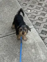Ace, a male Yorkshire Terrier for sale in Pflugerville, TX – 2 of 4