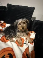 Ace, a male Yorkshire Terrier for sale in Pflugerville, TX – 1 of 4
