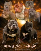 Xxxxx, a female American Bully for sale in Ontario, CA – 3 of 3