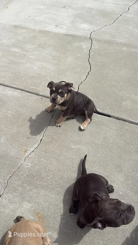 Xxxxx – American Bully puppy for sale in Ontario, CA