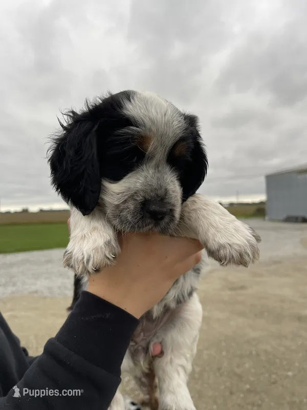 Loretta – English Springer Spaniel puppy for sale in Covington, OH