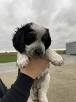 Loretta, a female English Springer Spaniel for sale in Covington, OH – 1 of 6