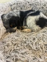 Loretta, a female English Springer Spaniel for sale in Covington, OH – 6 of 6