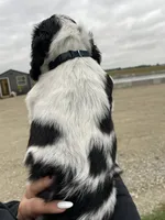Whitley, a male English Springer Spaniel for sale in Covington, OH – 2 of 4