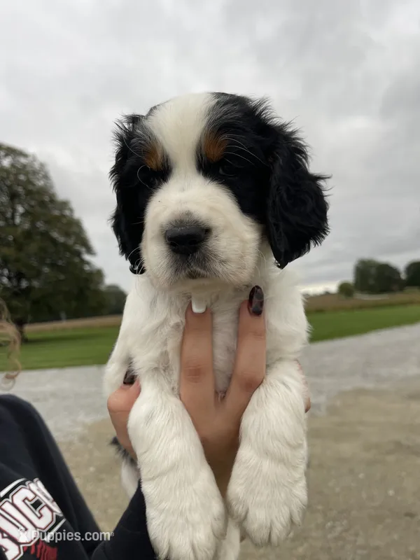 Hank – English Springer Spaniel puppy for sale in Covington, OH