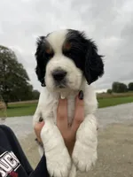Hank, a male English Springer Spaniel for sale in Covington, OH – 1 of 4