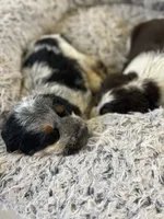 Loretta, a female English Springer Spaniel for sale in Covington, OH – 2 of 6