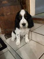 Hank, a male English Springer Spaniel for sale in Covington, OH – 3 of 4