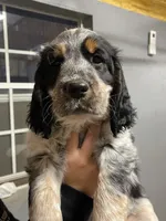 Loretta, a female English Springer Spaniel for sale in Covington, OH – 5 of 6
