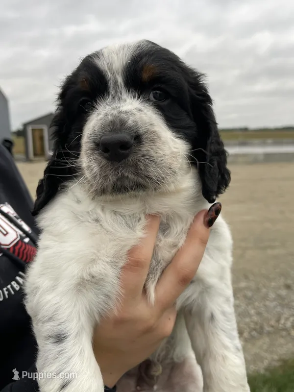 Whitley – English Springer Spaniel puppy for sale in Covington, OH
