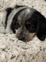 Loretta, a female English Springer Spaniel for sale in Covington, OH – 3 of 6