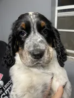 Whitley, a male English Springer Spaniel for sale in Covington, OH – 4 of 4