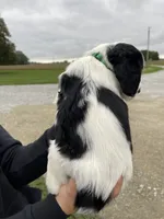 Hank, a male English Springer Spaniel for sale in Covington, OH – 2 of 4