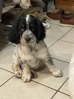 Whitley, a male English Springer Spaniel for sale in Covington, OH – 3 of 4