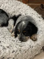Loretta, a female English Springer Spaniel for sale in Covington, OH – 4 of 6
