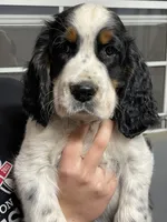 Hank, a male English Springer Spaniel for sale in Covington, OH – 4 of 4