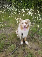Star, a female Miniature Australian Shepherd for sale in Vancouver, WA – 5 of 5