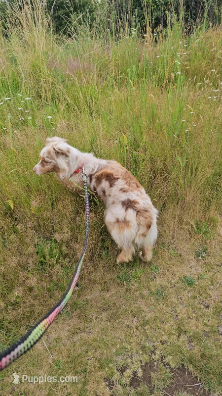 Star – Miniature Australian Shepherd puppy for sale in Vancouver, WA