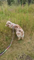 Star, a female Miniature Australian Shepherd for sale in Vancouver, WA – 1 of 5