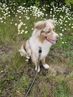 Star, a female Miniature Australian Shepherd for sale in Vancouver, WA – 4 of 5