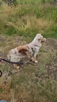 Star, a female Miniature Australian Shepherd for sale in Vancouver, WA – 2 of 5