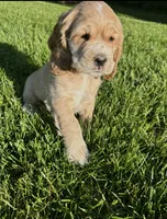 Gideon, a male Cocker Spaniel for sale in Morgantown, PA – 2 of 3