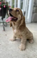 Apex, a male Cocker Spaniel for sale in Morgantown, PA – 4 of 4