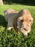 Grace, a female Cocker Spaniel for sale in Morgantown, PA – 2 of 4
