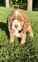 Gloria, a female Cocker Spaniel for sale in Morgantown, PA – 2 of 4
